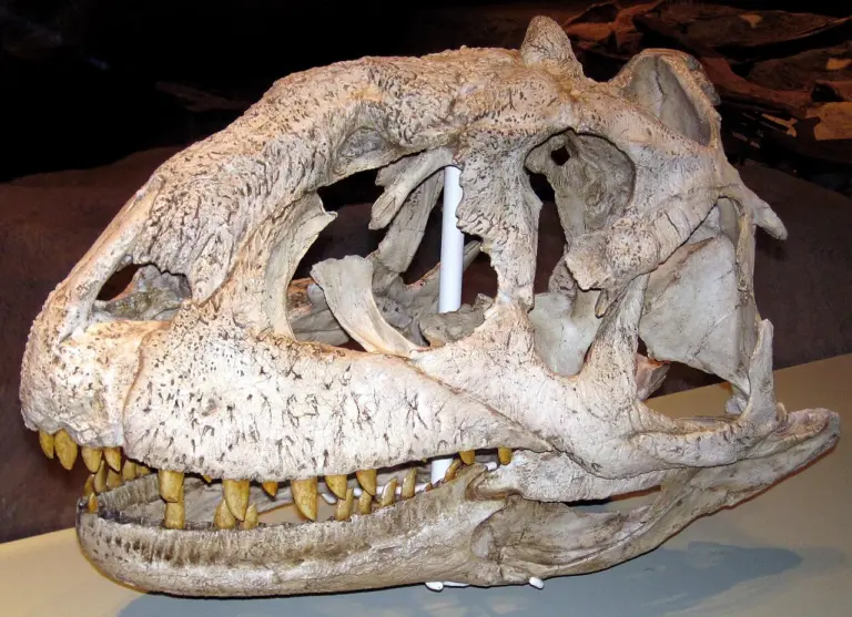 Schädel des Majungasaurus crenatissimus