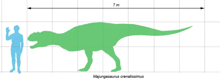 Größenvergleich Majungasaurus zum Menschen