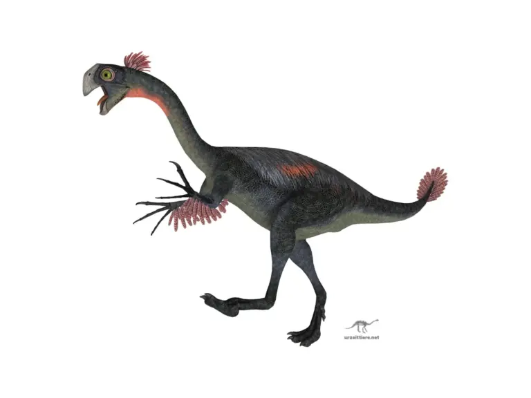 Gigantoraptor erlianensis