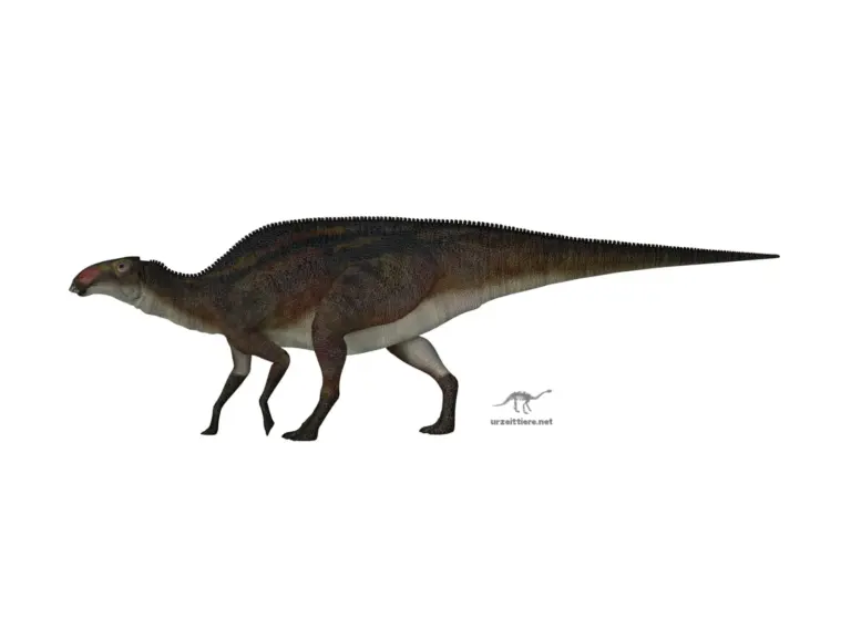 Brachylophosaurus canadensis