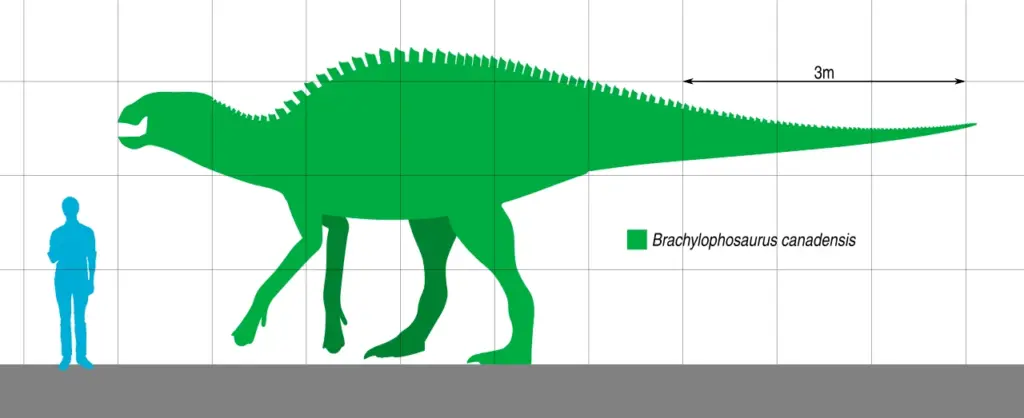 Brachylophosaurus Größenvergleich zum Menschen