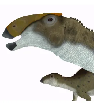 Kopf von Brachylophosaurus