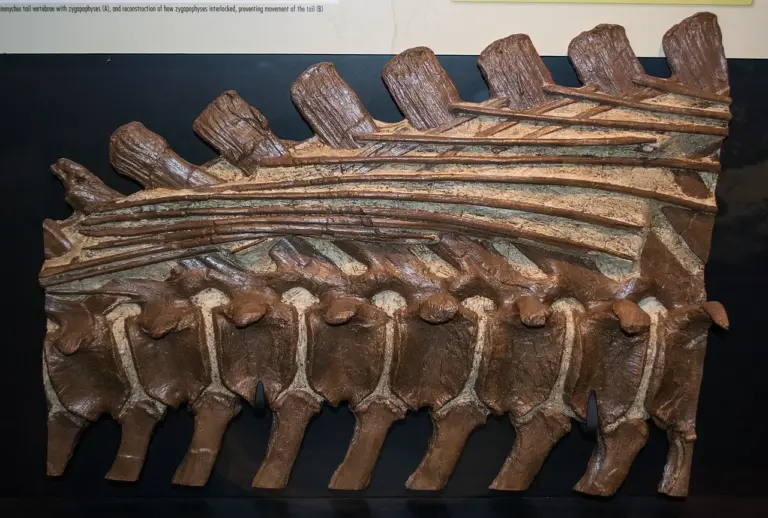 Brachylophosaurus-Schwanz mit Sehnen