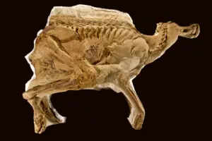 Leonardo mumifizierter Brachylophosaurus