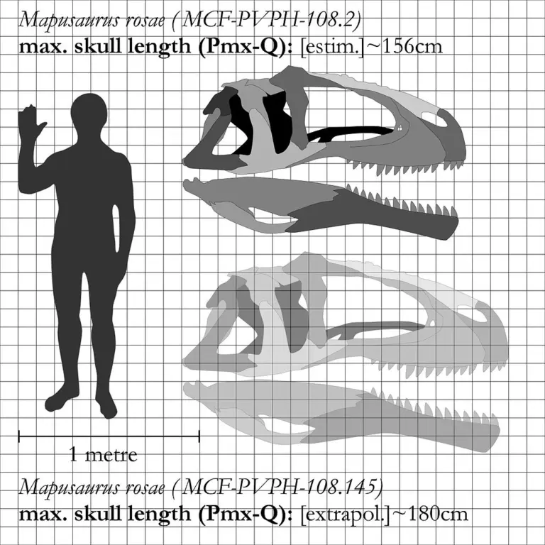 
Mapusaurus-Schädelvergleich