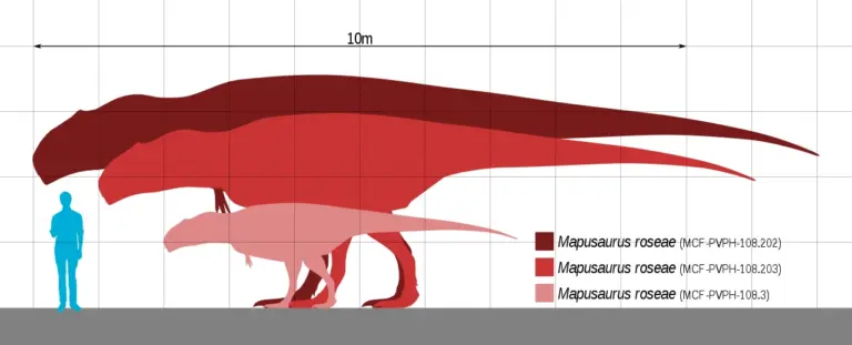 Mapusaurus Größenvergleich zum Menschen