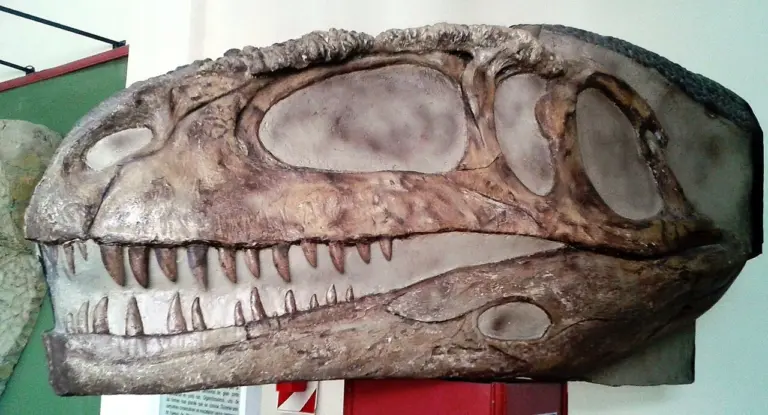 
Rekonstruktion des Schädels des Mapusaurus roseae