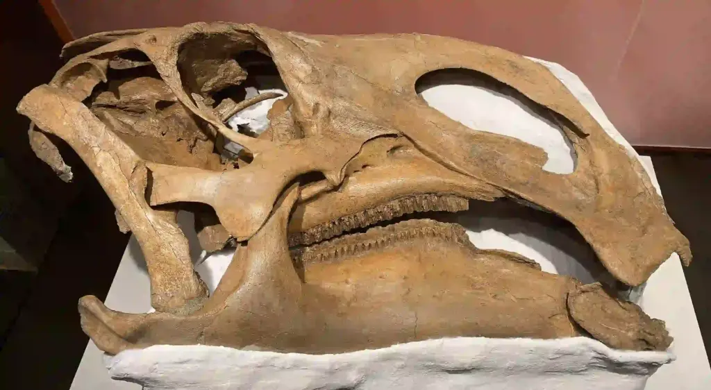 Brachylophosaurus canadensis , Oldman-Formation, Milk River, Alberta. Original, kein Abguss. Im Royal Tyrrell Museum of Palaeontology.