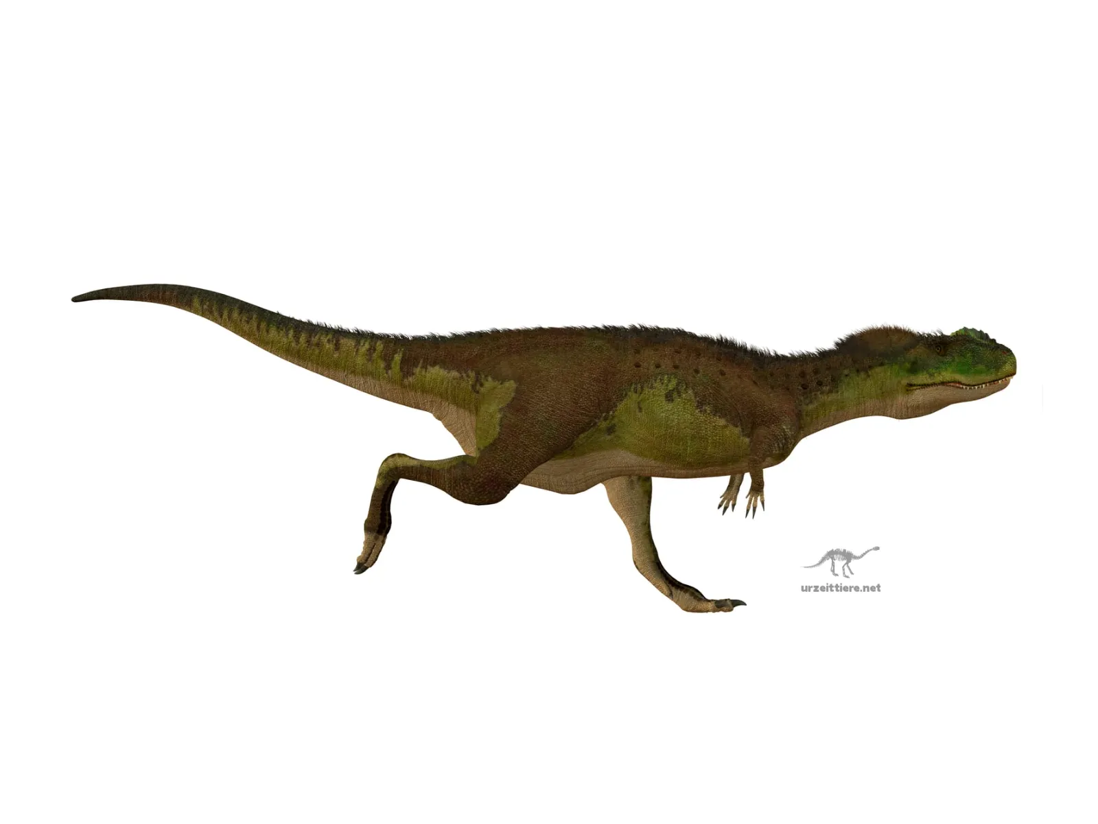 Rugops primus