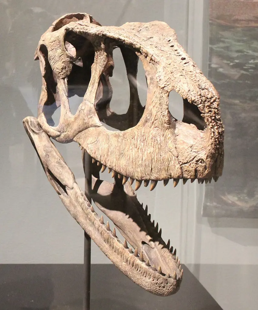 Schädel des Dinosauriers Rugops