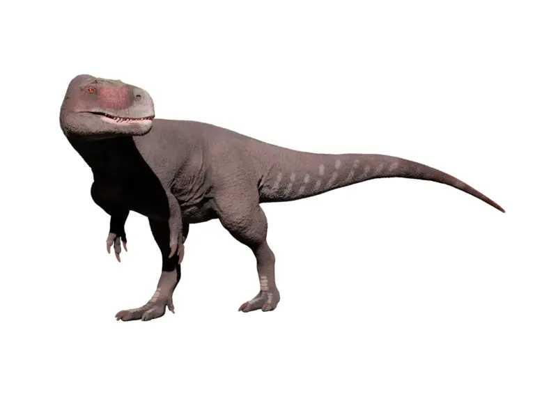 Wiehenvenator albati
