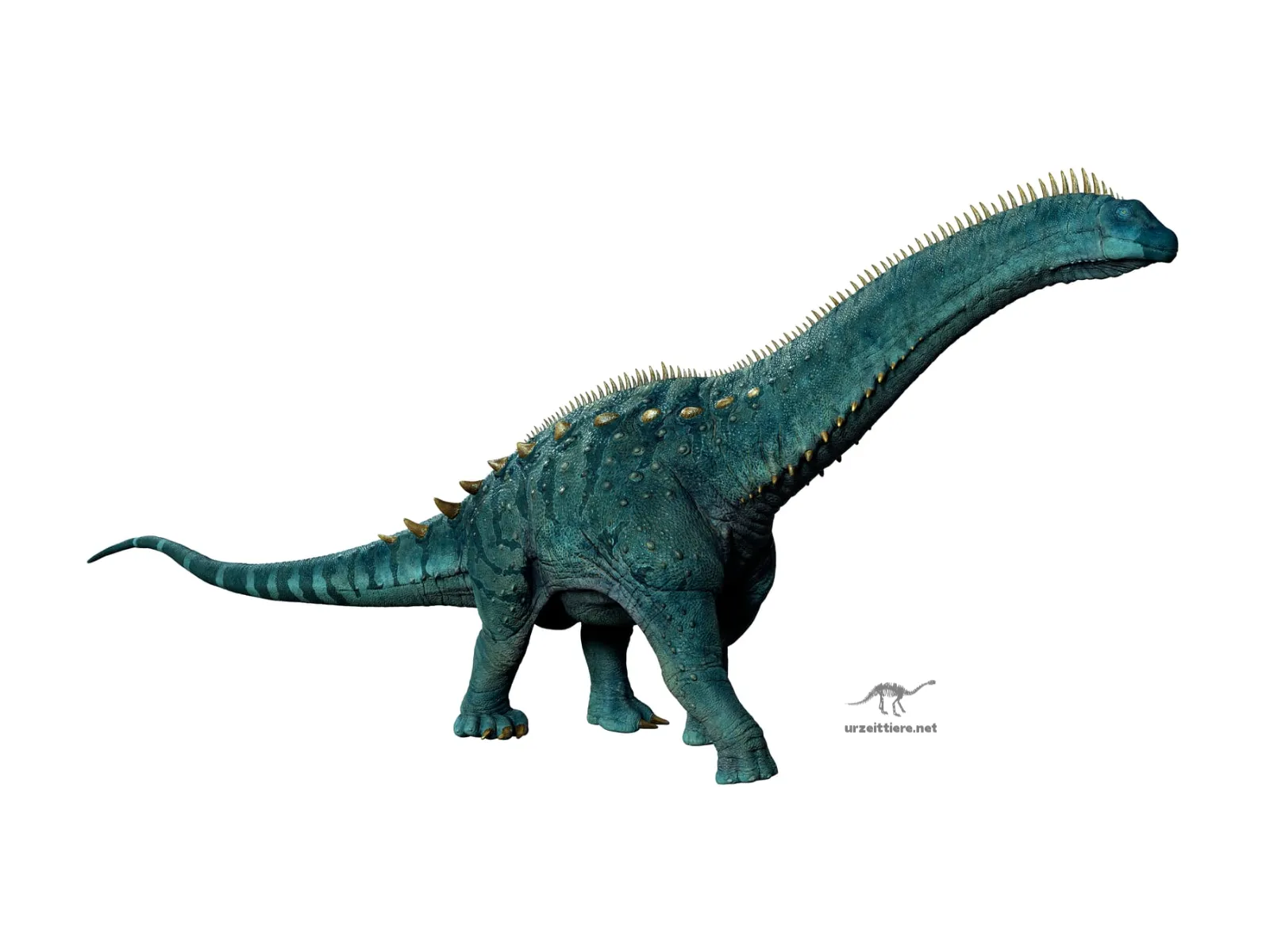 Alamosaurus vor weißem Hintergrund