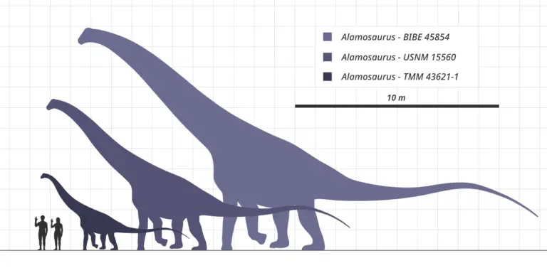 Alamosaurus Größenvergleich zum Menschen