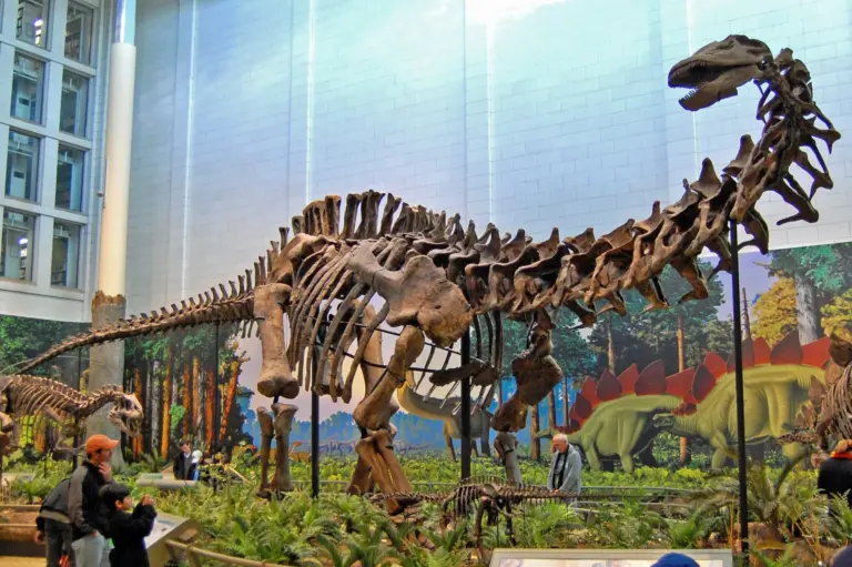 Apatosaurus Louisae Skelett