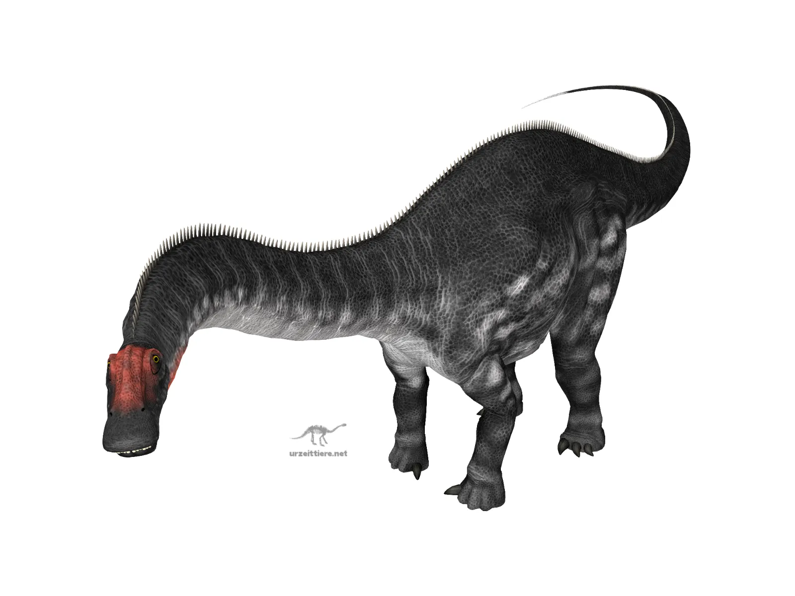 Apatosaurus ajax auf weissem Hintergrund