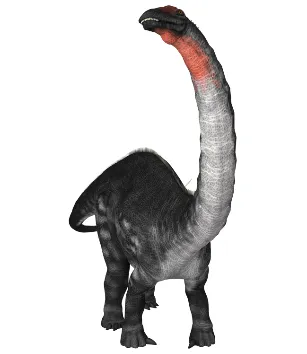 Apatosaurus von Vorn