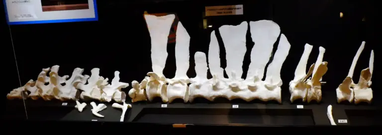 Ichthyovenator laosensis; Wirbel mit Dornfortsätzen