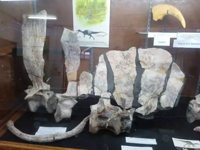 Ichthyovenator laosensis Dornfortsätze