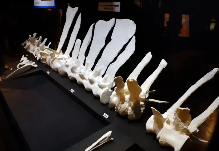 Ichthyovenator Wirbel