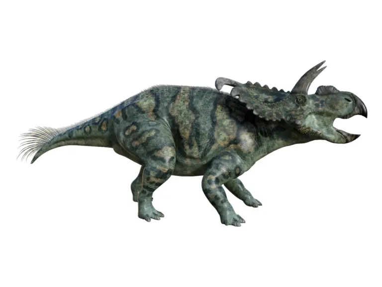 Albertaceratops in der Seitenansicht