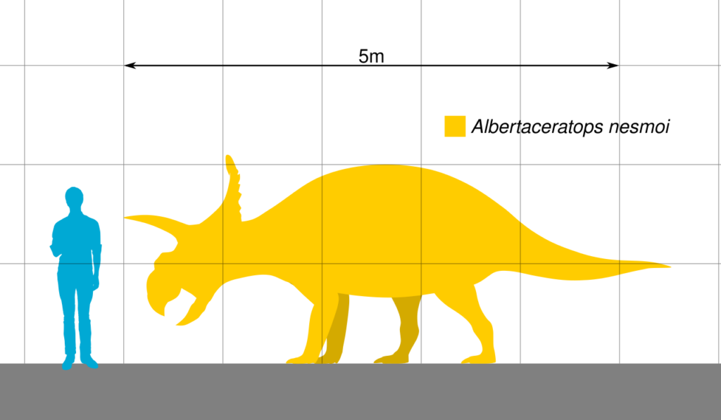 Albertaceratops Größenvergleich zum Menschen
