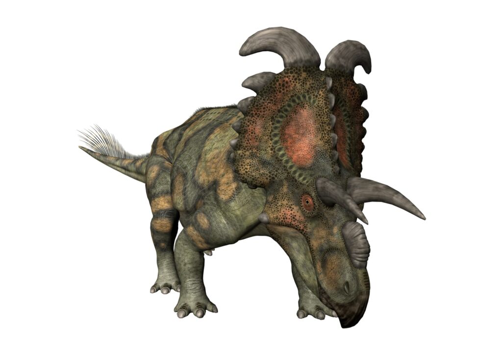 Albertaceratops in Abwehrposition