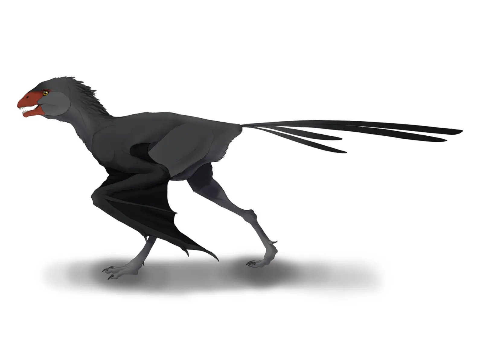 Ambopteryx longibrachium