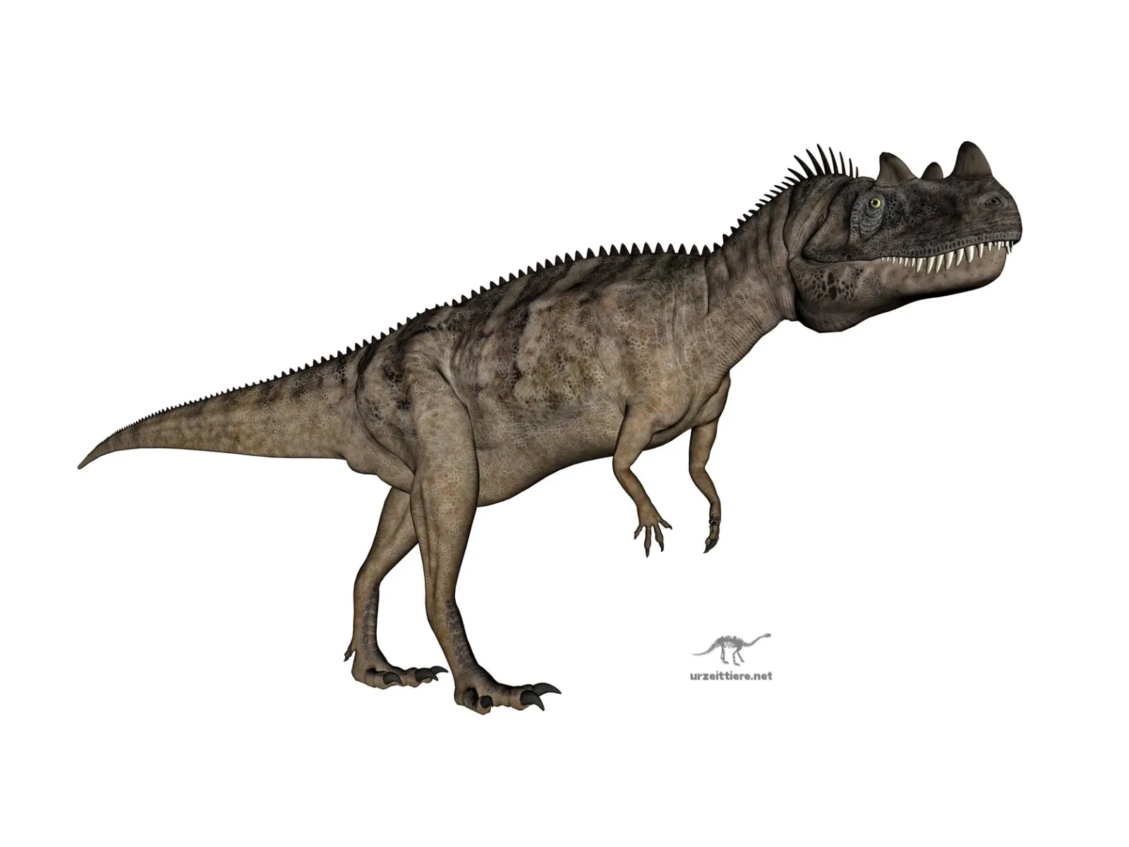Ceratosaurus dentisulcatus