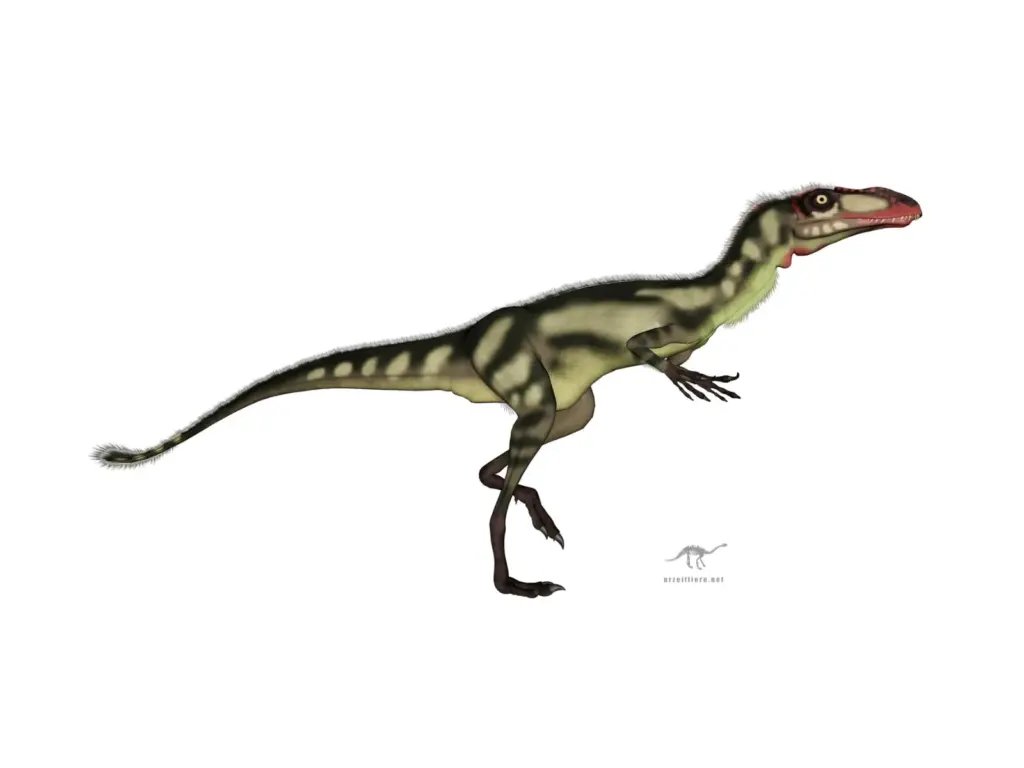 Dilong paradoxus