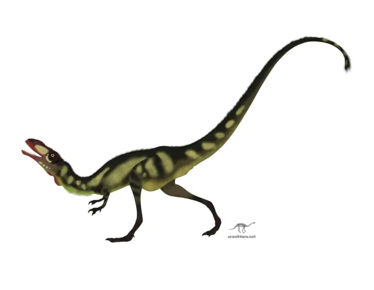 Dilong - Dilong paradoxus war ein kleiner Theropode