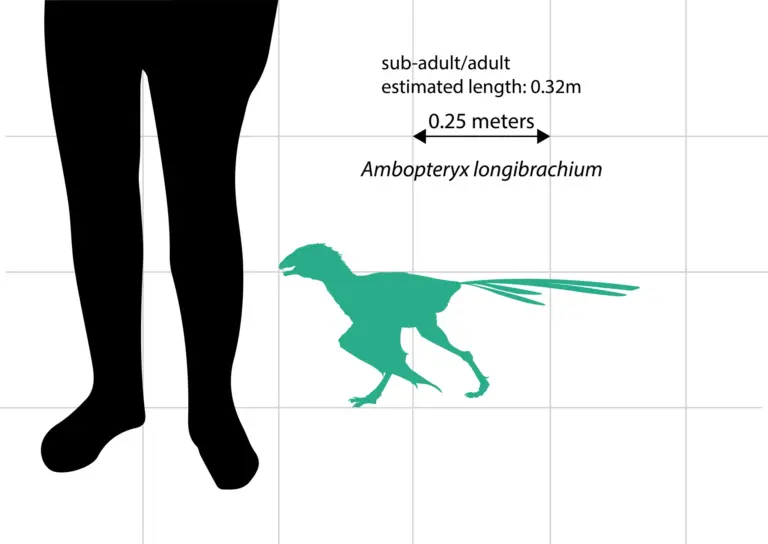 Ambopteryx longibrachium im Vergleich zu einem durchschnittlichen erwachsenen Mann
