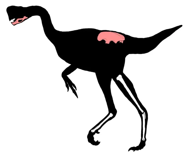 Skelettrekonstruktion von Citipes elegans