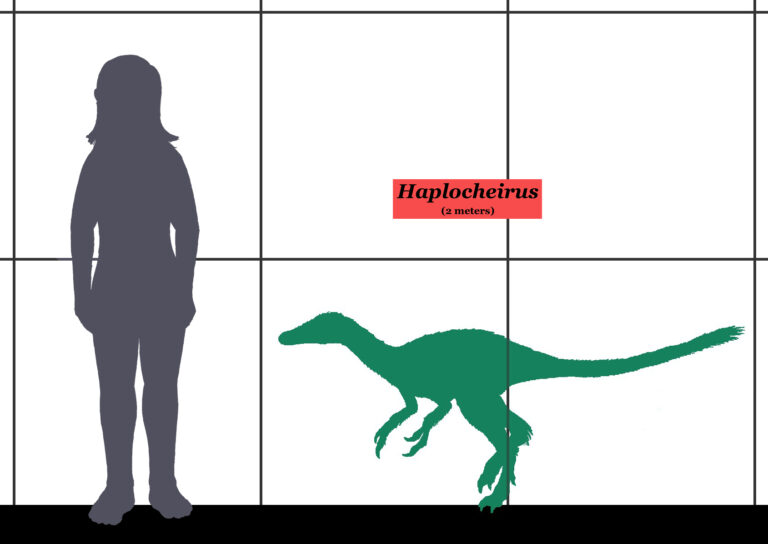 Haplocheirus Größenvergleich zum Menschen