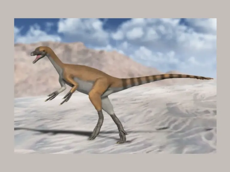 Haplocheirus sollers