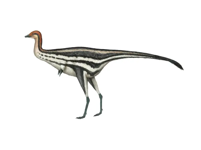 Patagonykus
