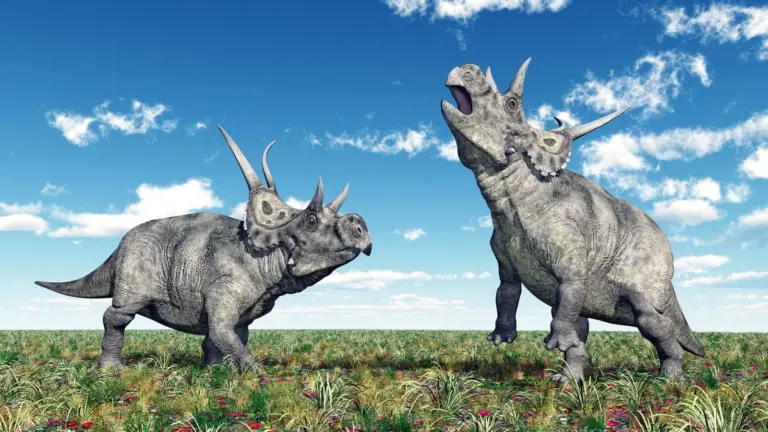 Diabloceratops Imponierverhalten