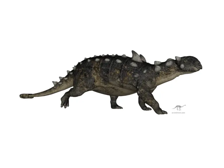 Euoplocephalus