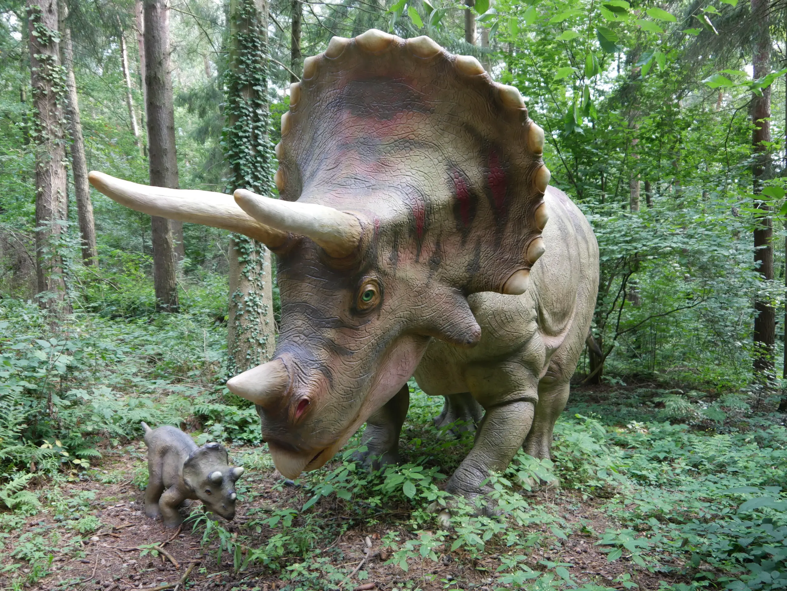 Triceratops