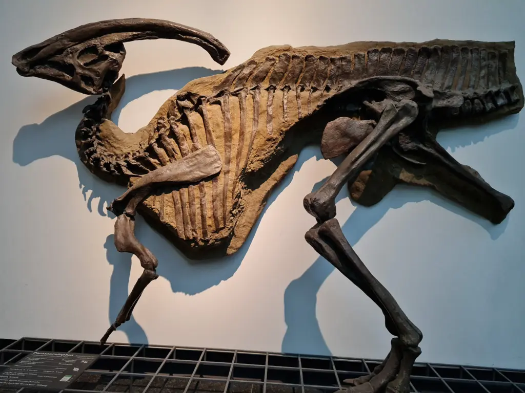 Parasaurolophus Skelett