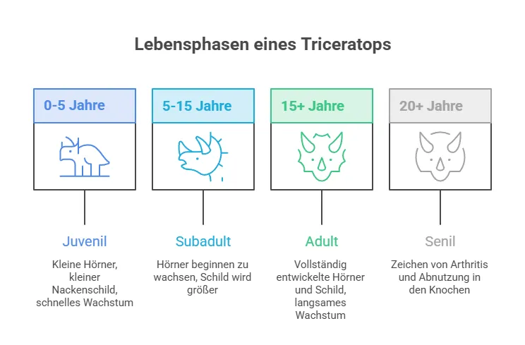 Entwicklungsstadien des Triceratops 