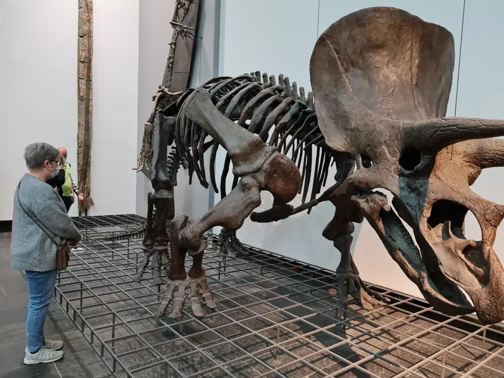 Triceratops Skelett