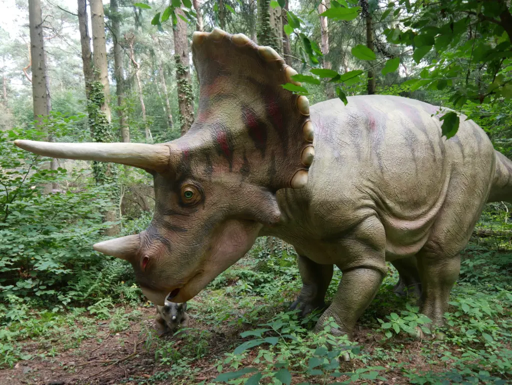 Triceratops im Gelände