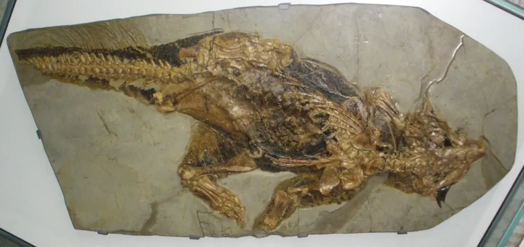 Fossil eines Psittacosaurus