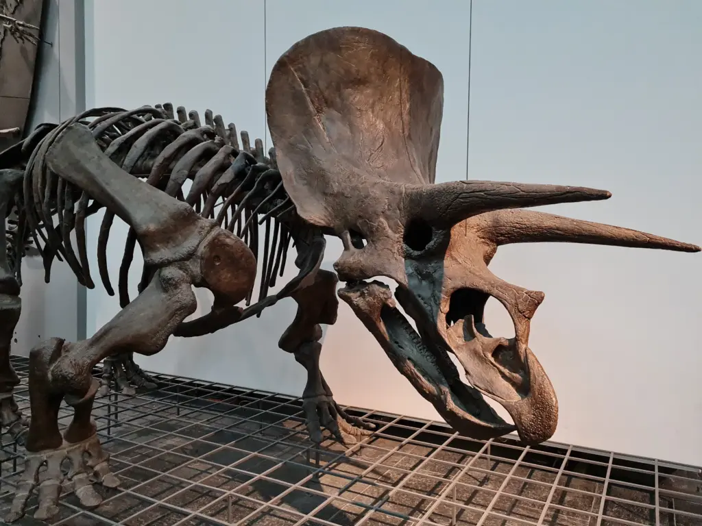 Triceratops Skelett im Senckenbermuseum