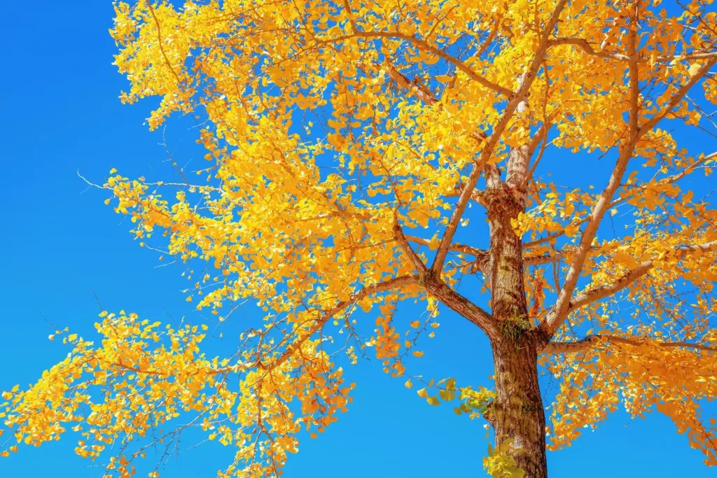 Ginkgo Baum