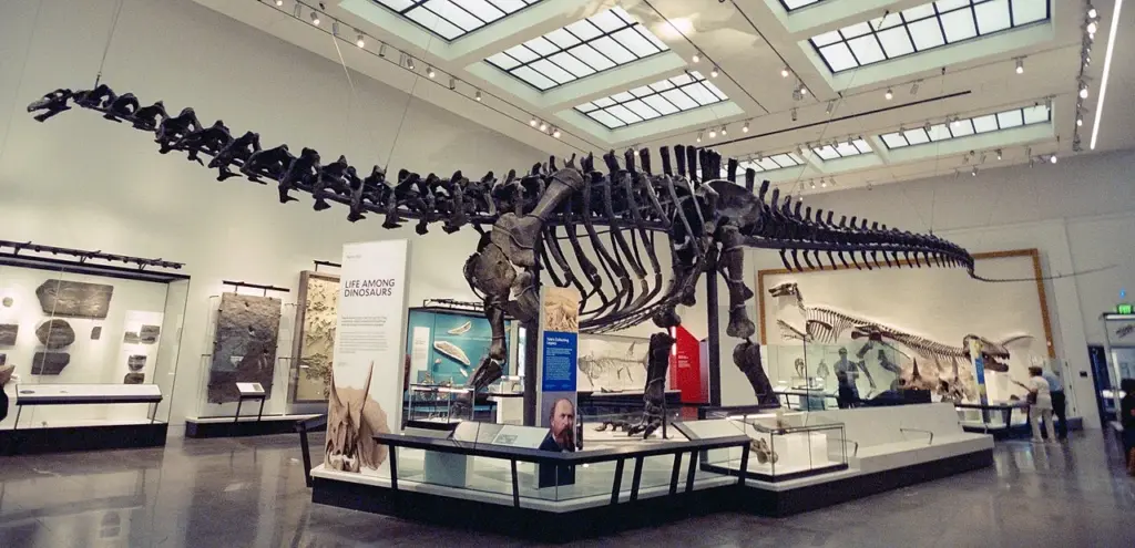 Neuaufbau des Brontosaurus excelsus im Peabody-Museum