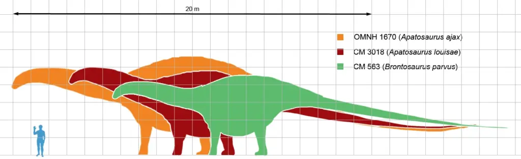 Apatosaurus und Brontosaurus im Größenvergleich zu Menschen