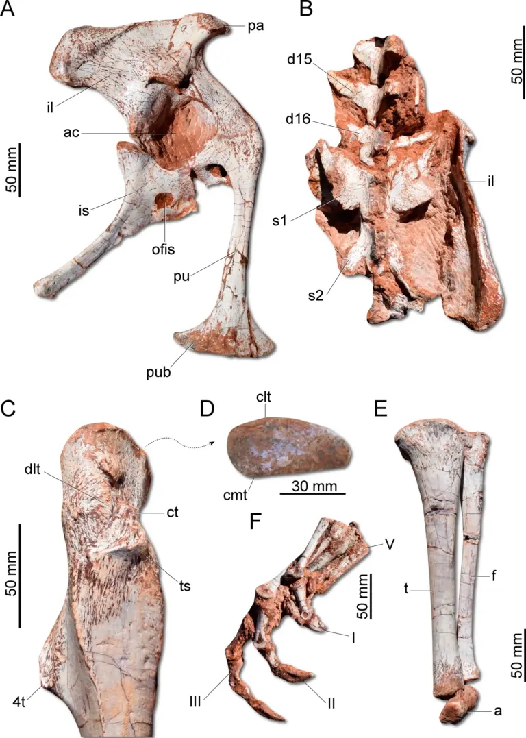 Beckengürtel und Hintergliedmaßen von Gnathovorax