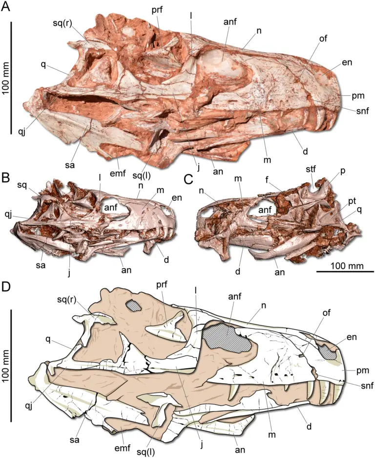 Gnathovorax Schädel Scans