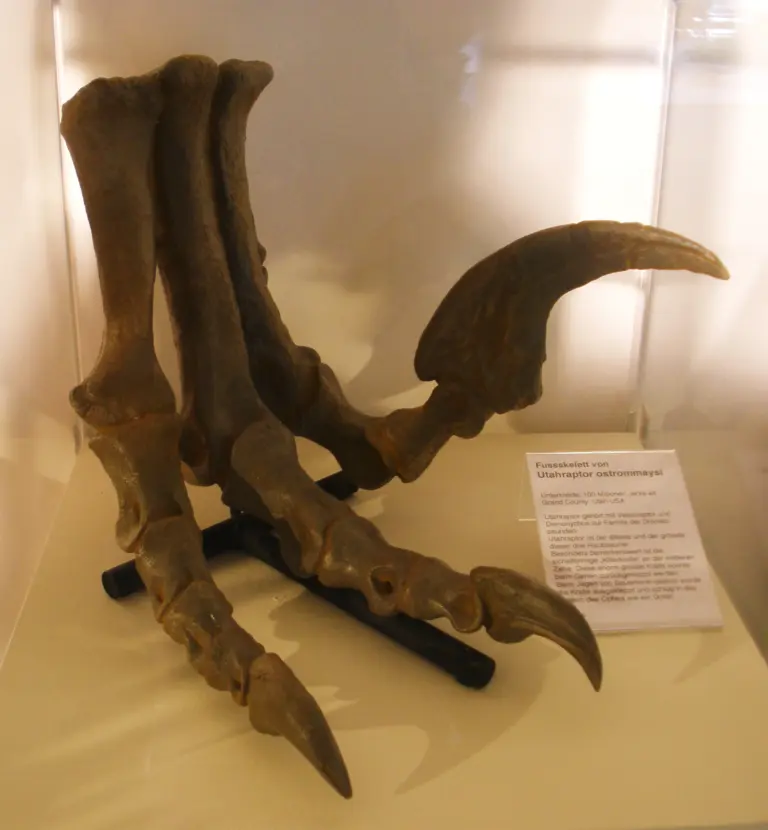 Utahraptor Sichelkralle